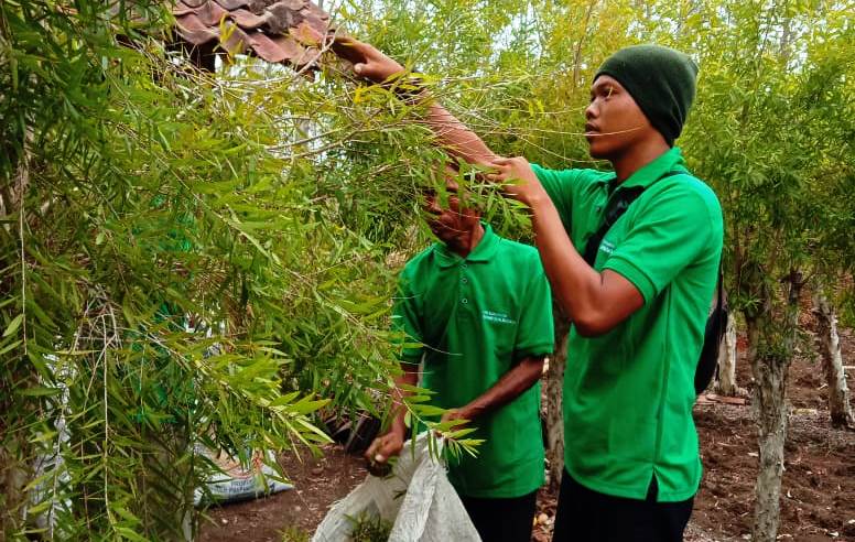 Harus Tahu Minyak Ekaliptus Berbeda Dengan Kayu Putih Agroindonesia