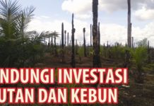Lindungi Investasi Hutan dan Kebun