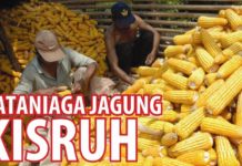 Tataniaga Jagung Kisruh