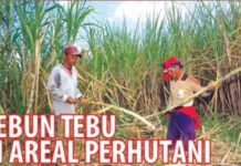 Kebun Tebu di Areal Perhutani