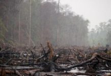 Ribuan Hektare HTI dan Kebun Sawit Jadi Kawasan Lindung