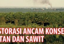 Restorasi Ancam Konsesi Hutan dan Sawit