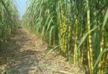 Kebun Tebu dengan Pola Agroforestry