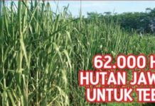 62.000 Ha Hutan Jawa untuk Tebu