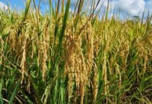 Harga Gabah Cenderung Turun