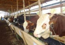 HPP dan HET, Tali Kendali ‘Keliaran’ Harga