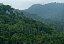 Kemitraan Multi Pihak Penting untuk Restorasi Hutan
