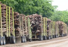 Industri Pulp Ramah Lingkungan Layak Dapat Pembiayaan