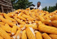 Produksi Melimpah, Impor Jagung Jalan Terus