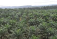 Pekebun Rakyat Minta Perlakuan Khusus