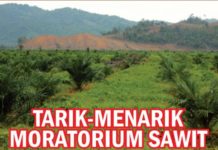 Tarik-Menarik Moratorium Sawit
