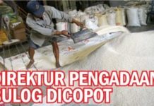 Direktur Pengadaan Bulog Dicopot