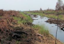 Indikator Gambut Rusak tak Berubah