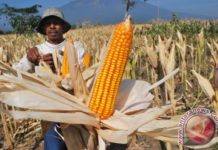Mengantisipasi Surplus Jagung