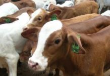 Kementan Pelajari Usulan Perubahan Berat Sapi Bakalan