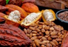Harga Kakao Ditentukan Pedagang