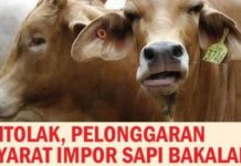 Ditolak, Pelonggaran Syarat Impor Sapi Bakalan