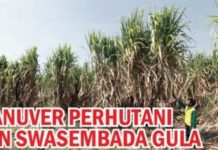Manuver Perhutani dan Swasembada Gula