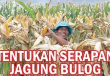 Tentukan Serapan Jagung Bulog