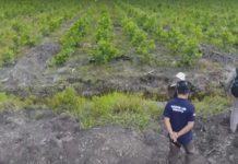 KLHK Tepis Potensi PHK di HTI Gambut