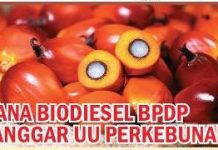Dana Biodiesel BPDP Langgar UU Perkebunan