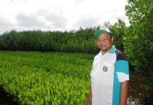 Berhutang Untuk Merehabilitasi Mangrove