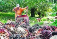 Dubes Uni Eropa Apresiasi Keselarasan PTPN IV PalmCo dengan Tiga Pilar Utama Industri Sawit Berkelanjutan