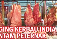 Daging Kerbau India Hantam Peternak