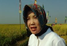 Produktivitas Padi Jabar Meningkat Berkat Upsus