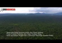 Menjaga Benteng Habitat Anggrek Hitam
