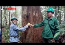 Menjawab Tudingan Miring Pada Pengusahaan Hutan