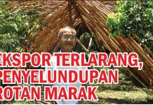 Ekspor Terlarang, Penyelundupan Rotan Marak