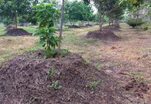 Jarak Tanam yang Menyesatkan