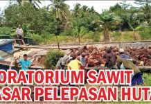 Moratorium Sawit Sasar Pelepasan Hutan