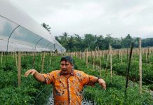 Jelang Hari Raya Natal dan Tahun Baru, Ketersediaan Cabe Melimpah