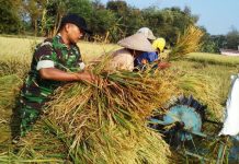 Bulog: Data Produksi Beras Tidak Pasti