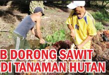 IPB Dorong Sawit Jadi Tanaman Hutan
