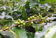 Kopi Garut Potensial Tembus Pasar Ekspor