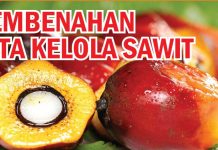 Pembenahan Tata Kelola Sawit