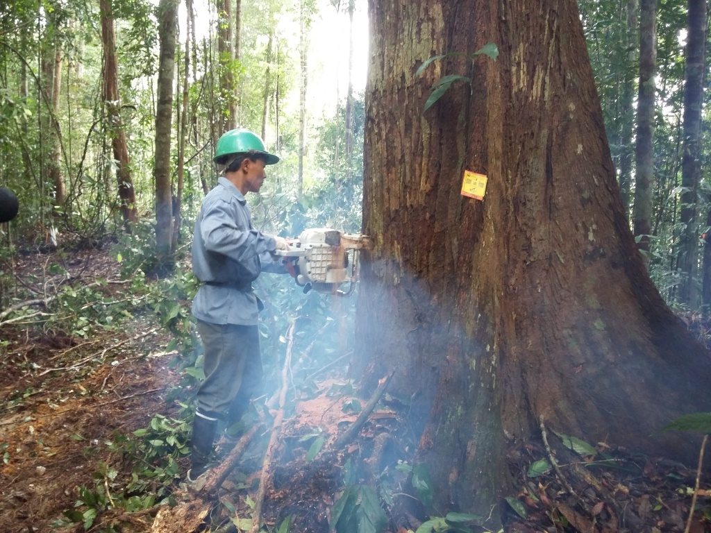 Metode Tree Length Logging Tingkatkan Pemanfaatan Tebangan - AgroIndonesia