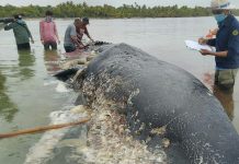 Paus Sepanjang 9,5 Meter Ditemukan Mati Terdampar di Wakatobi