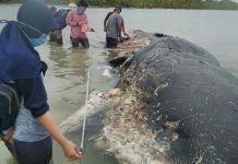 Ngeri, Ada Plastik Seberat 5,9 Kilogram di Perut Paus yang Mati Terdampar di Wakatobi