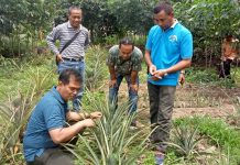Produksi dan Ekspor Nanas Terus Meningkat