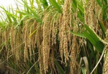 Petani Didorong Ikut Asuransi Pertanian Secara Mandiri