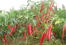 Komoditi Cabe Segera Masuk Program Asuransi Pertanian