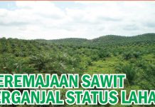 Peremajaan Sawit Terganjal Status Lahan
