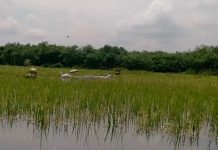 Pemanfaatan Lahan Rawa, Tambah Produksi Pangan 6,6 Juta Ton