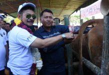 Mentan Serahkan KUR, Polis dan Klaim Asuransi Ternak