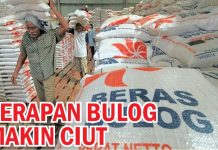 Serapan Bulog Makin Ciut