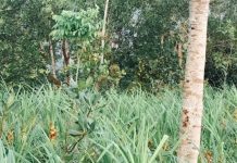Aksi Konkret Srikandi Indonesia Kendalikan Perubahan Iklim